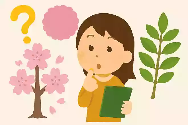 桜は何科の植物?
