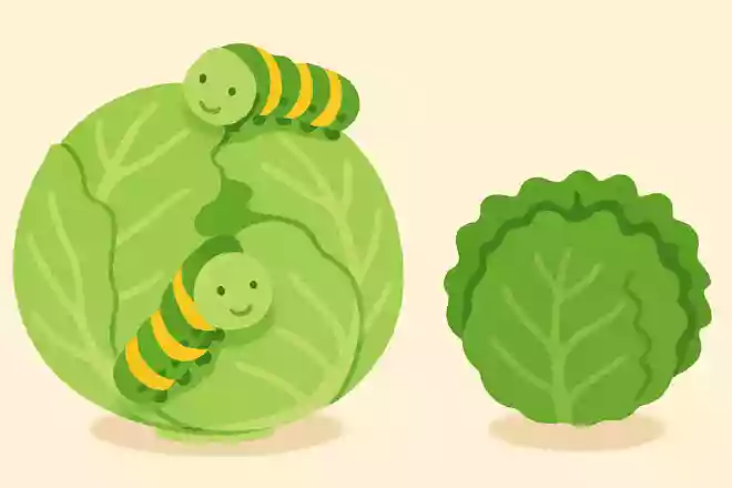 青虫はキャベツは食べるがレタスは食べない