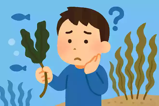昆布が海のなかでダシが出ない理由は?
