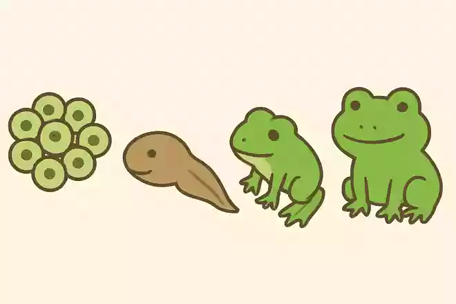 オタマジャクシがカエルになることを何という?
