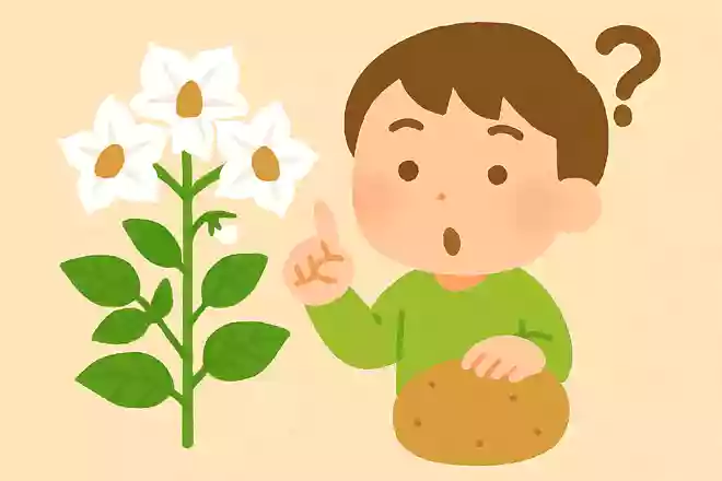 じゃがいものお花は、何色でしょう。