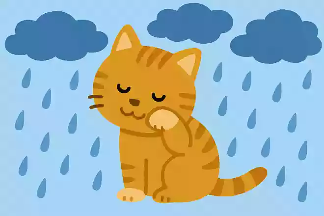 「猫が顔を洗うと雨が降る」は科学的に根拠がある