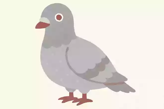 ギンバト(銀鳩)