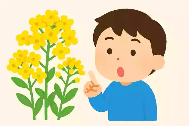 菜の花の色は何色でしょうか