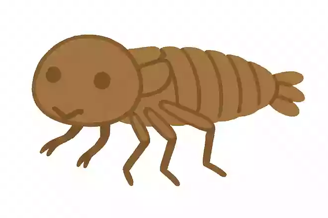 トンボの幼虫はなんと呼ばれているでしょう?