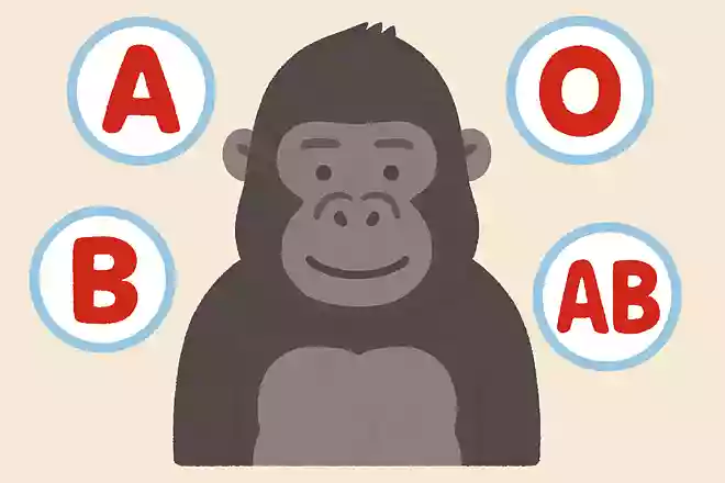 ニシローランドゴリラの血液型は何種類あるでしょうか?