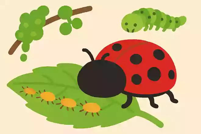 テントウムシは何を食べているでしょうか?