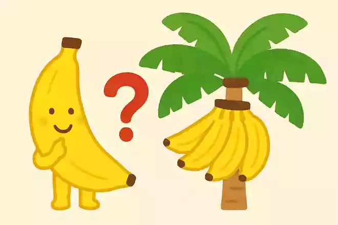みんながだいすきなくだもの「バナナ」。でも、バナナの木には、じつはないものが!それはなんでしょう?