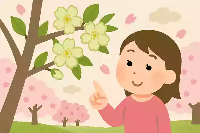 緑色の花を咲かせる桜がある