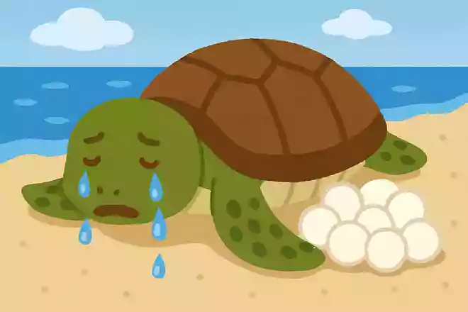 ウミガメが出産中に泣く理由は?