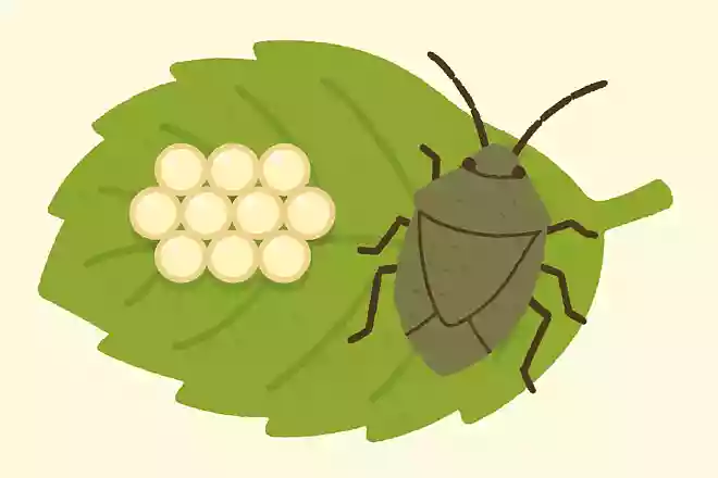 カメムシの卵は何日くらいで孵化するでしょうか?