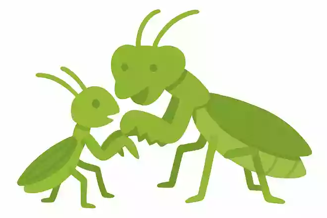カマキリのオスは交尾の際にメスに食べられてしまうことがある