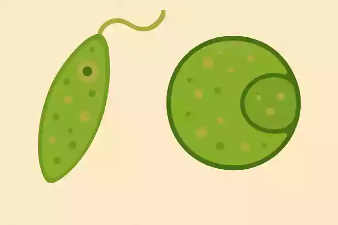微生物のミドリムシとミカヅキモ、大きいのはどっち?