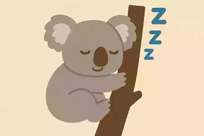 コアラは平均睡眠時間が22時間。どうしてそんなに長く寝るのでしょうか?