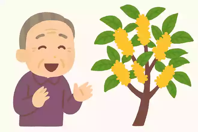 10月の初旬頃に咲く、甘い匂いの植物は何でしょうか?