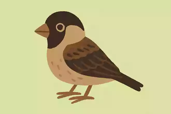 ズグロスズメヒバリ