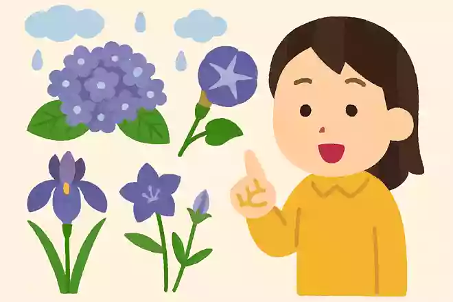 6月によく咲いている、紫や青の花は次のうちどれでしょうか?