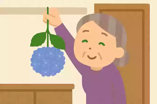6月の6のつく日に紫陽花を逆さまにするとどんな効果があると言われているでしょうか