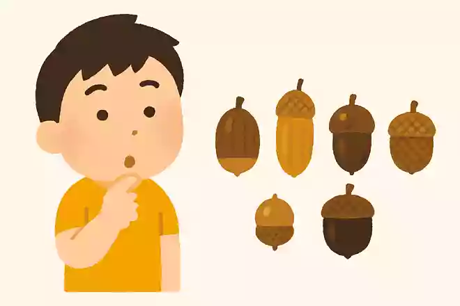 日本のどんぐりは何種類ある?