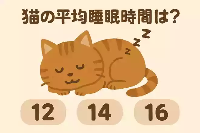 猫の平均睡眠時間は?