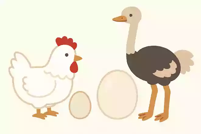 ニワトリとダチョウ。どちらの卵のほうが大きい?