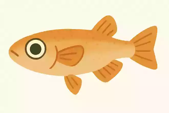 メダカの体の機能で特に発達しているのは?