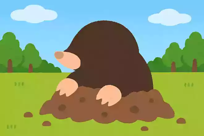 じめんにあなをほってくらす、めがみえないどうぶつは?