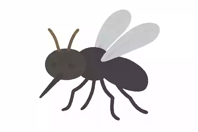 ヌカカ(糠蚊)