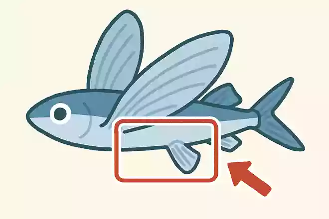 トビウオが飛ぶときに翼のような役割をしている部分はどこでしょうか?