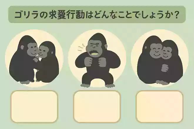 ゴリラの求愛行動はどんなことでしょうか?