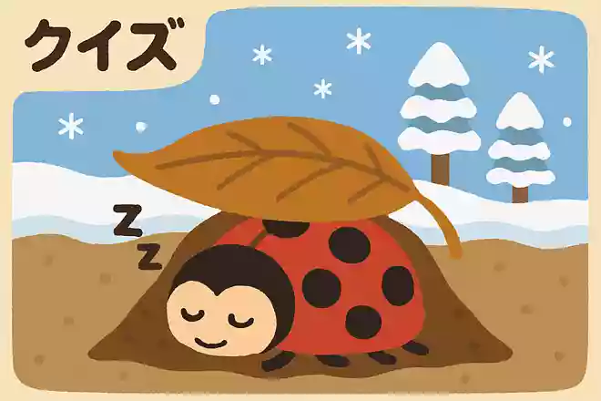 夏によく見かけるてんとう虫は、どのようにして冬を越すでしょうか?