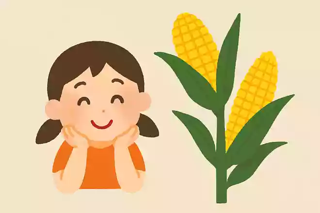 とうもろこしの旬はいつ?