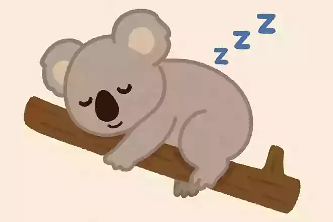 コアラは1日に何時間寝るでしょうか?