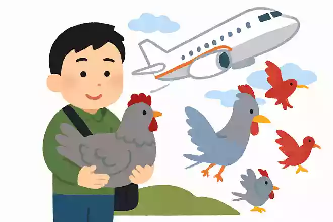 抱著灰雞上飛機,飛機起飛,灰雞要飛。