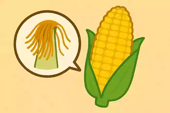 キシリトールの材料となるのはとうもろこしのどの部分でしょう?
