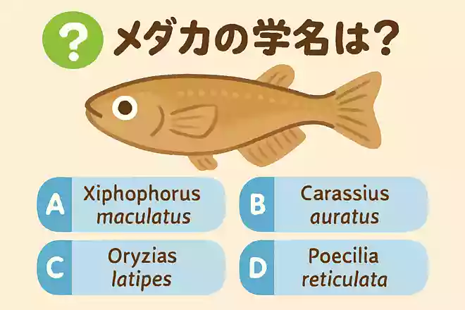 メダカの学名は?