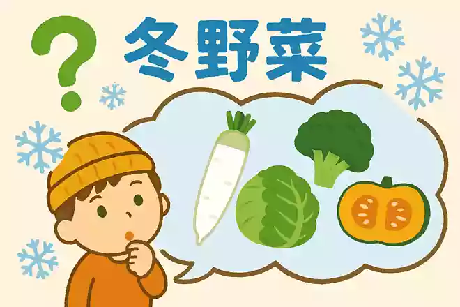 2月に食べるとおいしい野菜を冬野菜といいます。冬野菜はどんな特徴があるでしょうか?
