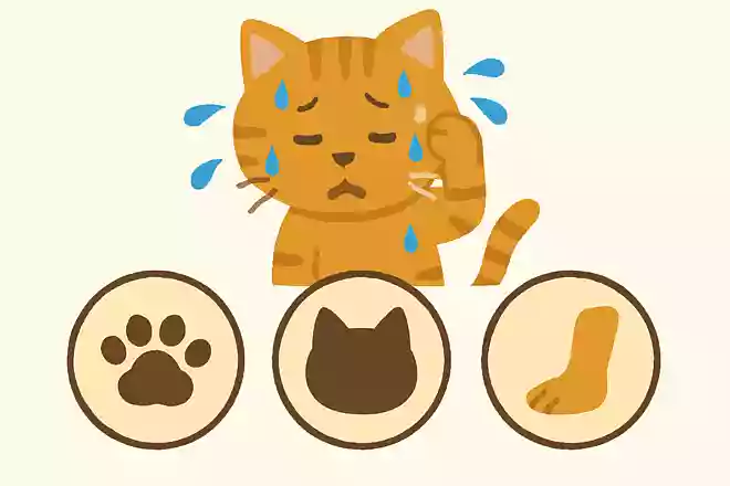 猫が汗をかくのは体のどの部分?