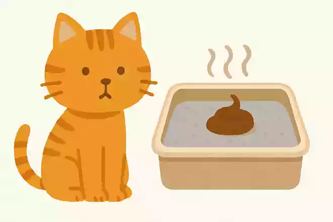 猫がトイレの後に排泄物を隠さない、その理由は?