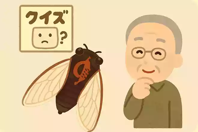 セミはどの部分で鳴き声を出しているでしょうか?NEW!