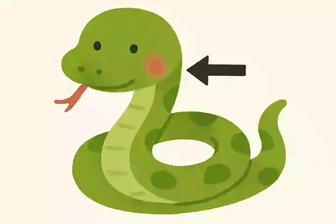 毒を持っている毒ヘビは、どこから毒を出すでしょうか?