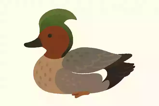 ヨシガモ(葦鴨)