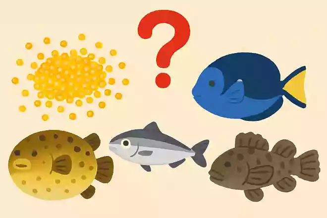 次の中で、1番多く卵を産む魚はどれでしょうか?