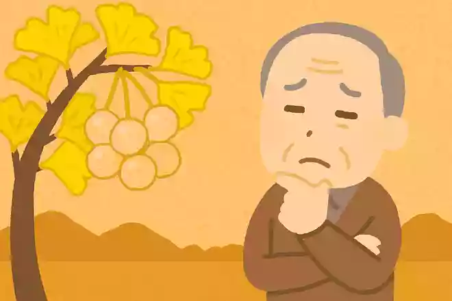 秋にたくさん実る「ぎんなん」は、たくさん食べない方がよいとされています。それはなぜでしょうか?