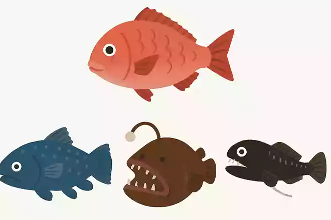 タイの仲間の中で深海に生息しているのはどれ?