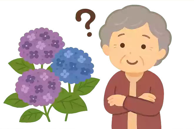 「あじさい」を漢字で書くとどんな字になるでしょうか