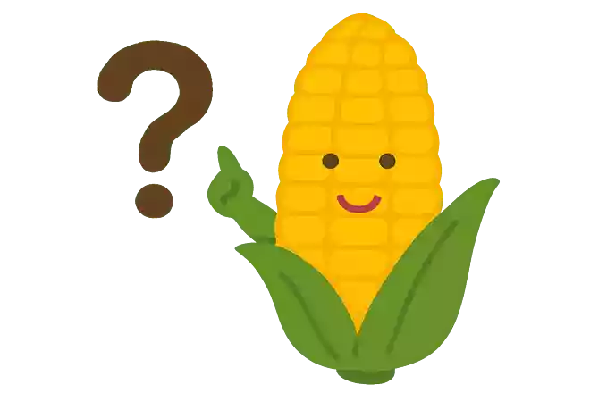 とうもろこしの粒の数について正しいのはどれでしょう?