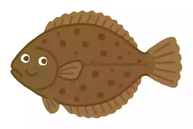 ぬまがれい(沼鰈)