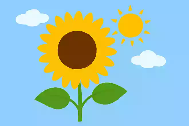 黄色い花びらがたくさんあって夏になると太陽に向かって咲く花はなんでしょう?