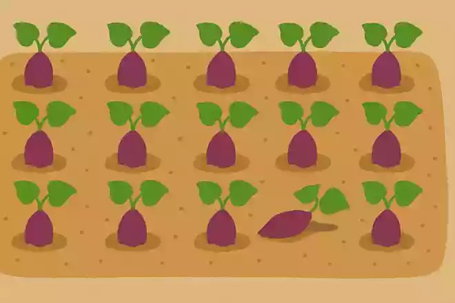 畑にさつまいもが20本植えられています。5本抜くとあとはいくつでしょうか?
